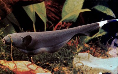 Black Ghost Knifefish